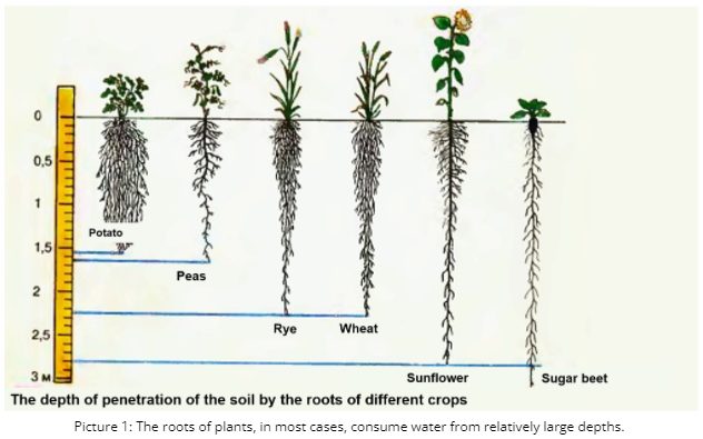 Le radici di diverse piante