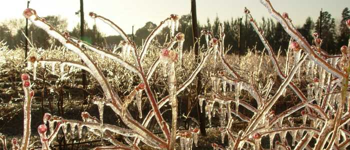 Solutions contre le gel pour les agriculteurs